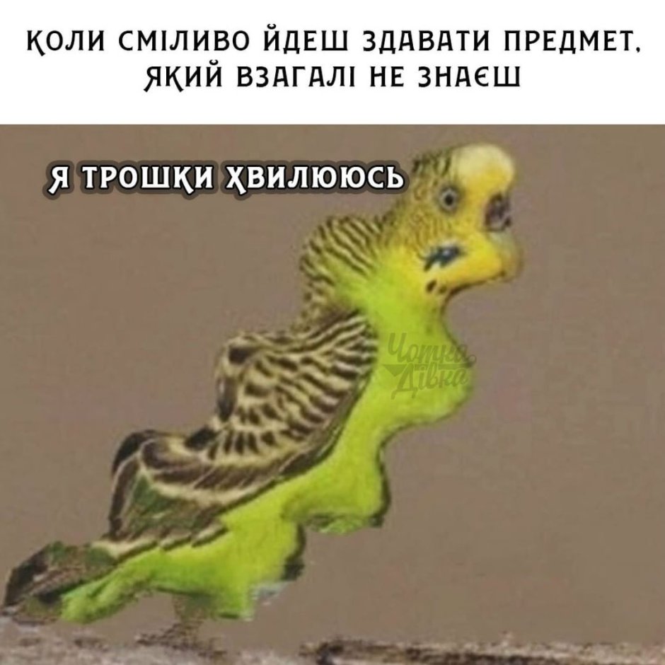 Птички волнистики