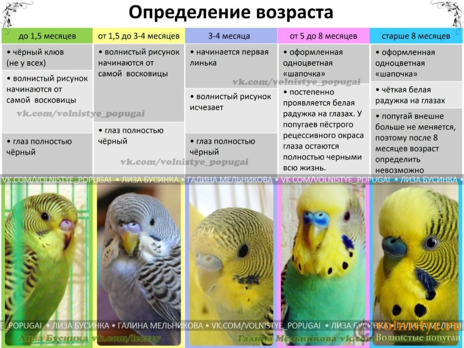 Интересные попугаи