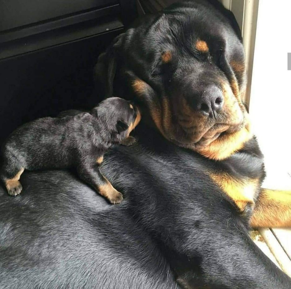 Смешной ротвейлер