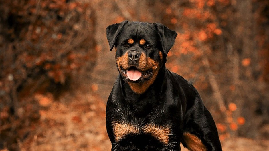 Rottweiler надпись