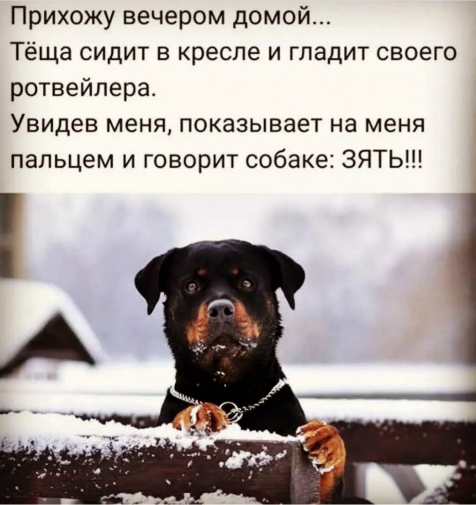 Ротвейлер и маленький ребенок