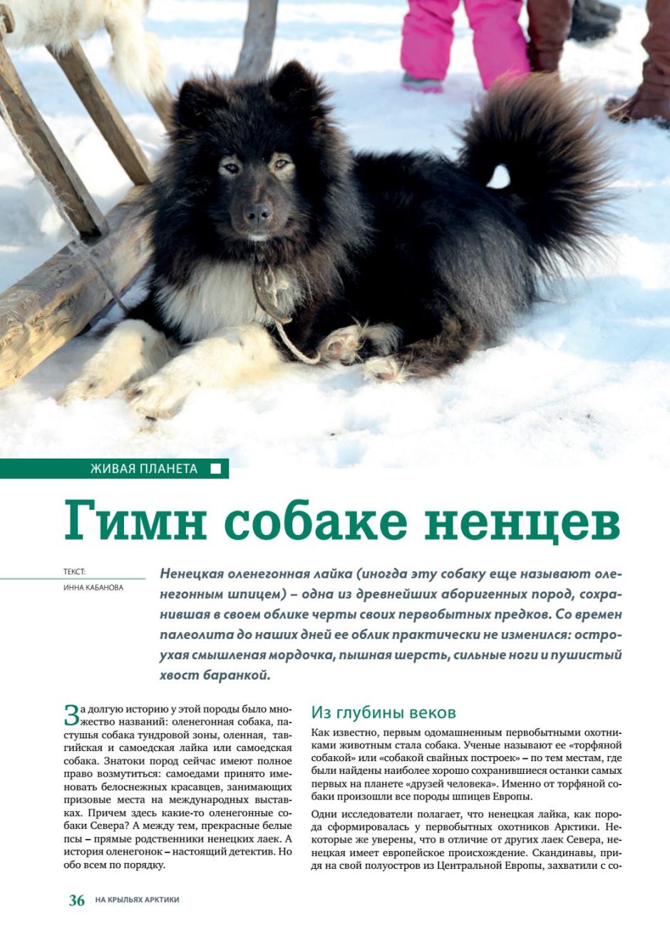 Ненецкая оленегонная лайка черная