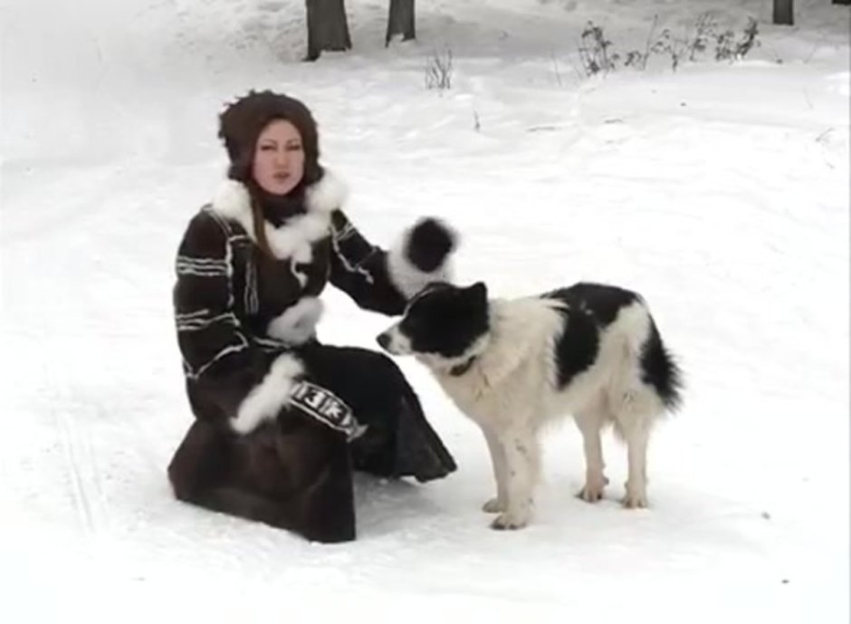 Прибылые Ненецкая лайка