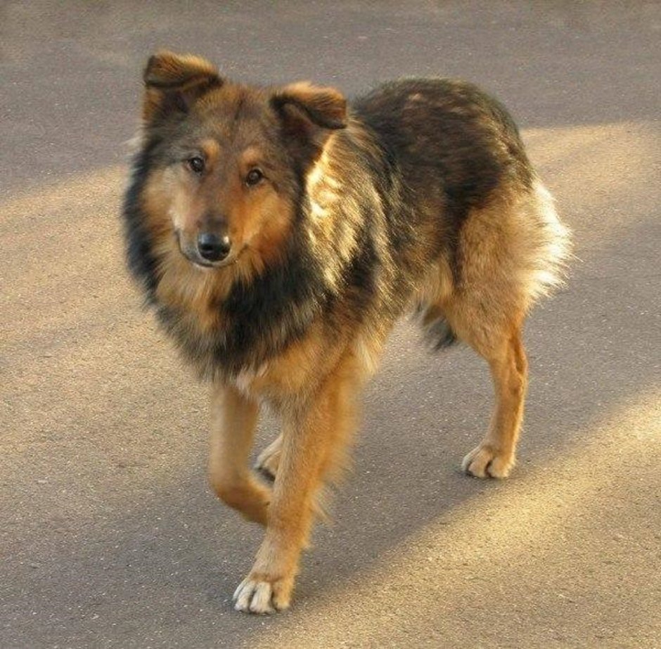 Собаки дворняги большие