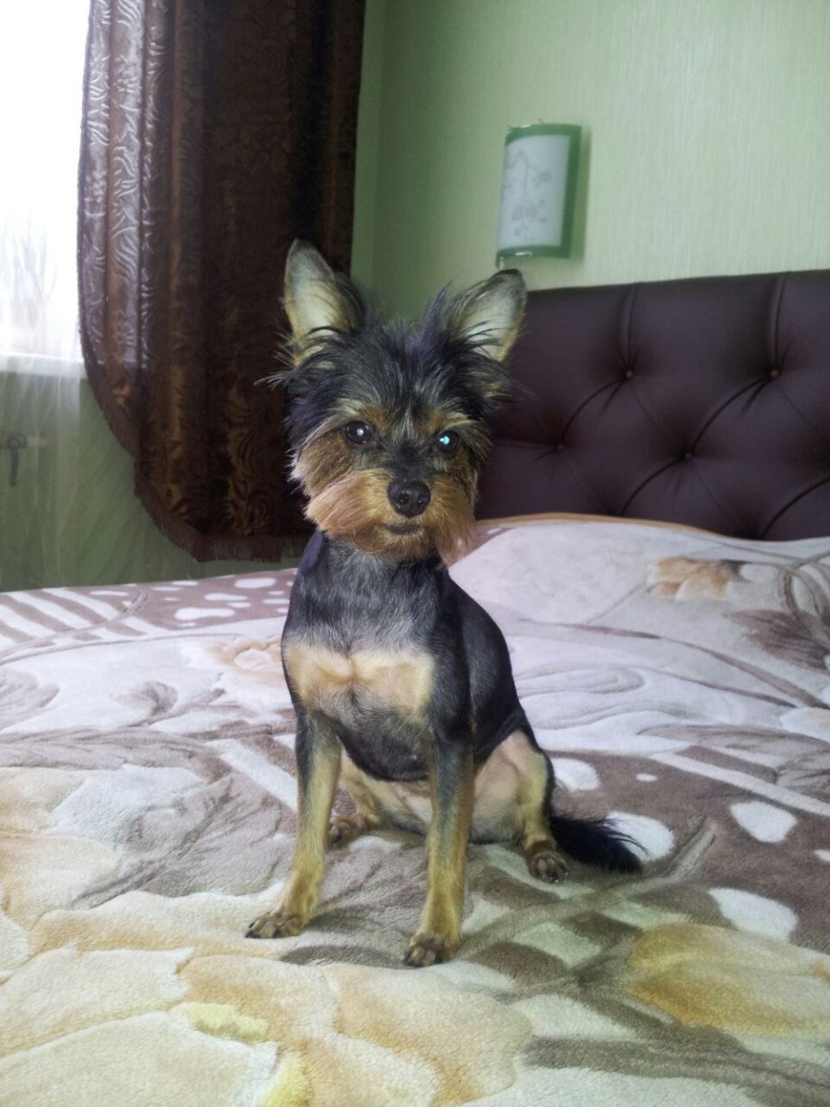 Йоркширский терьер метис