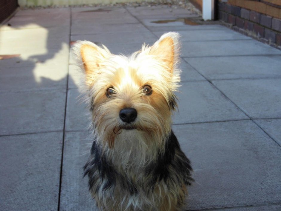 Метис Джек Рассела и Йорка