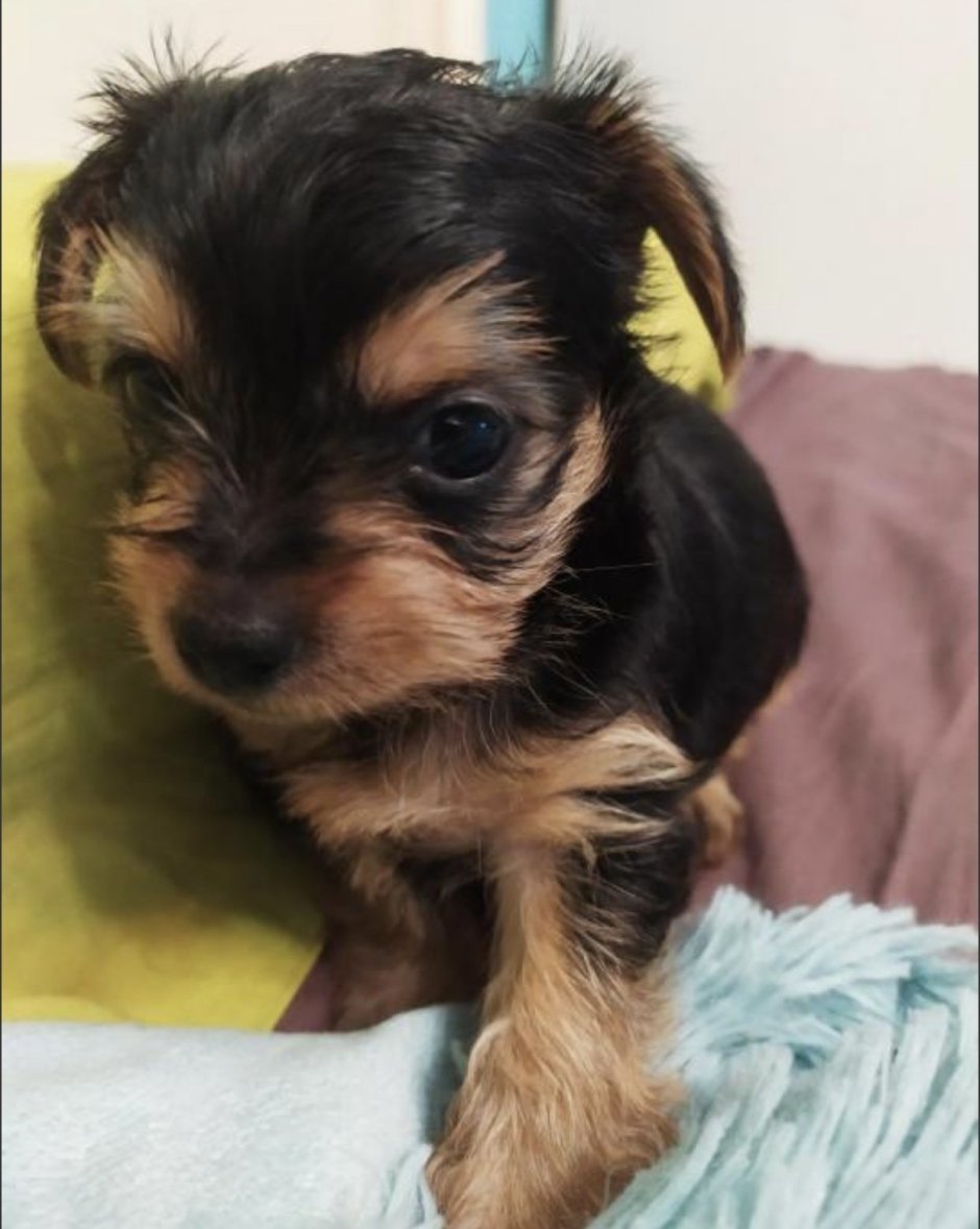 Метис Йорка и той