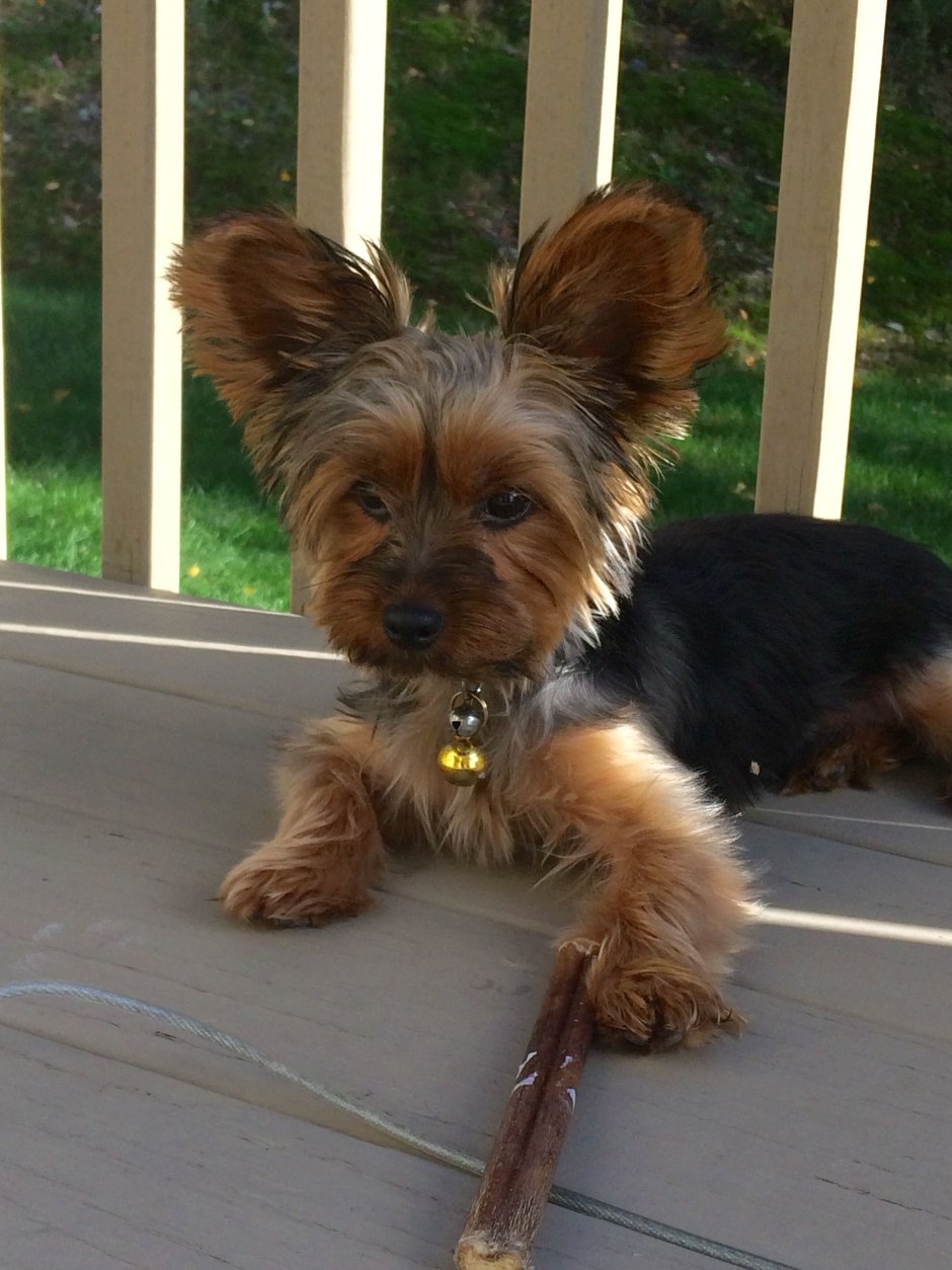 Метис Йорка и той терьера