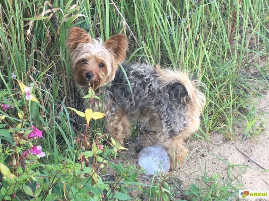 Китайская хохлатая и Йоркширский терьер