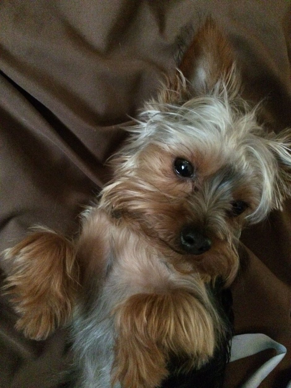 Йоркширский терьер стандарт