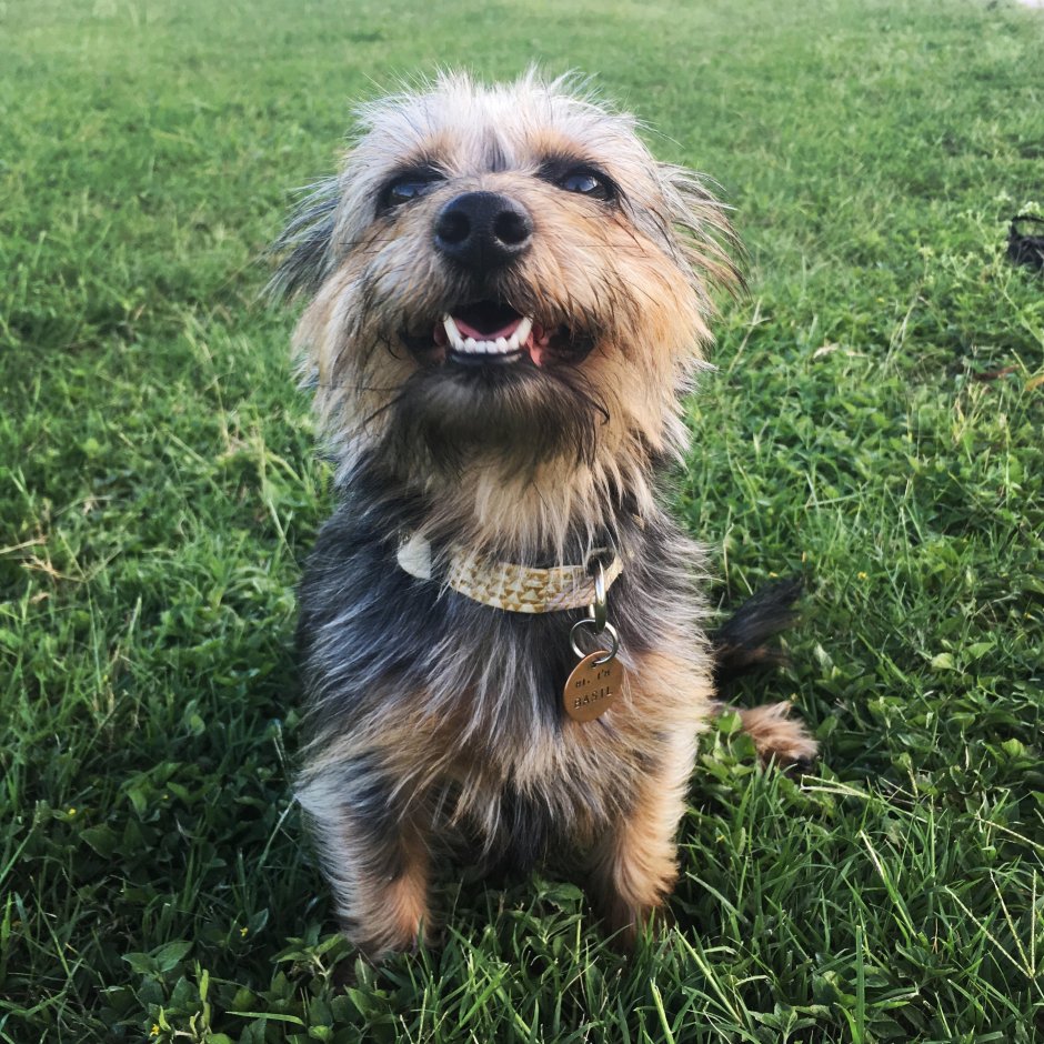 Йоркширский терьер помесь с таксой