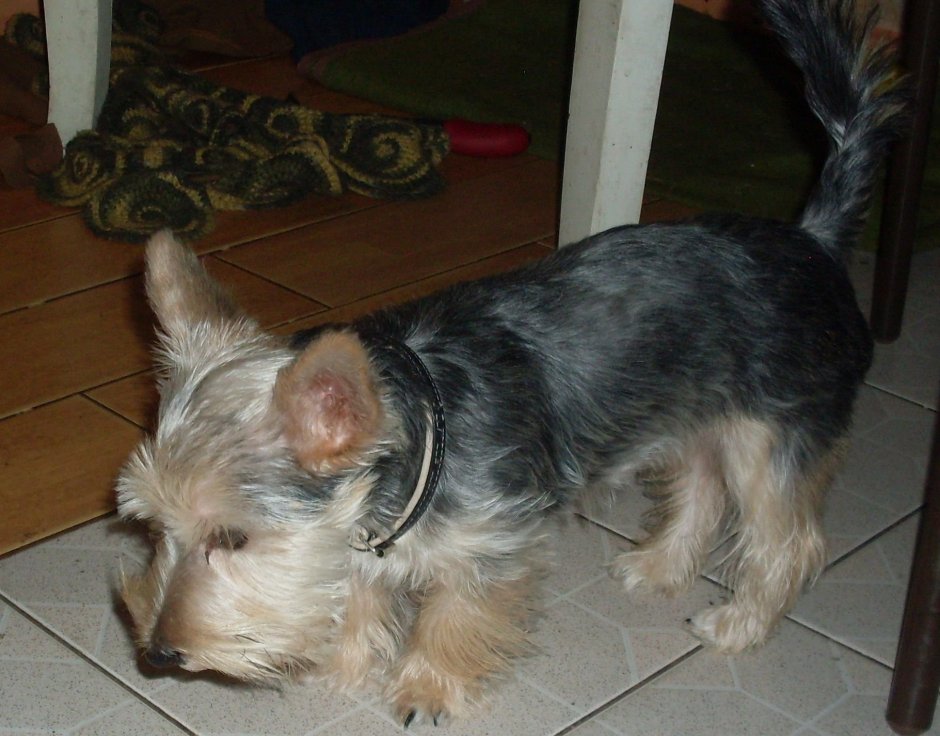 Помесь Йорка