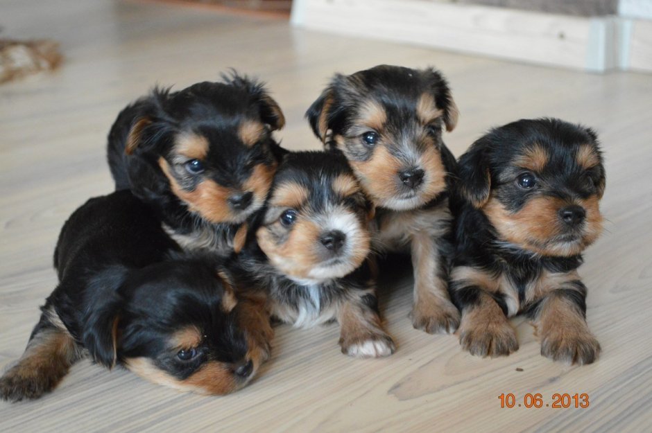 Метисы йоркширского терьера и Бивер