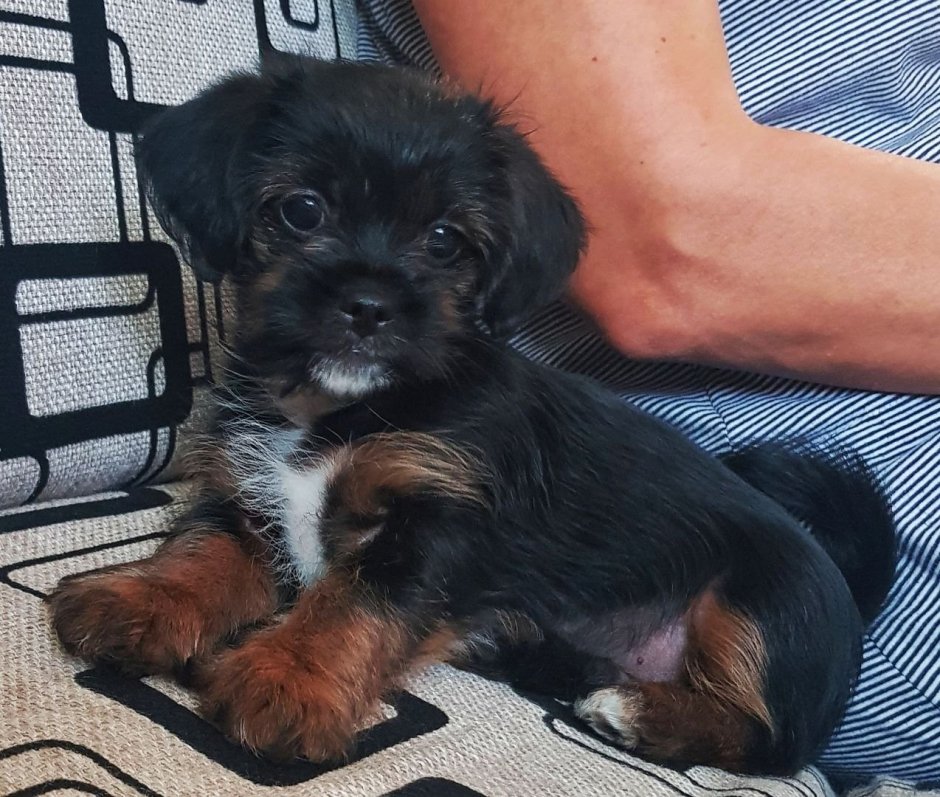 Метис пекинеса и терьера