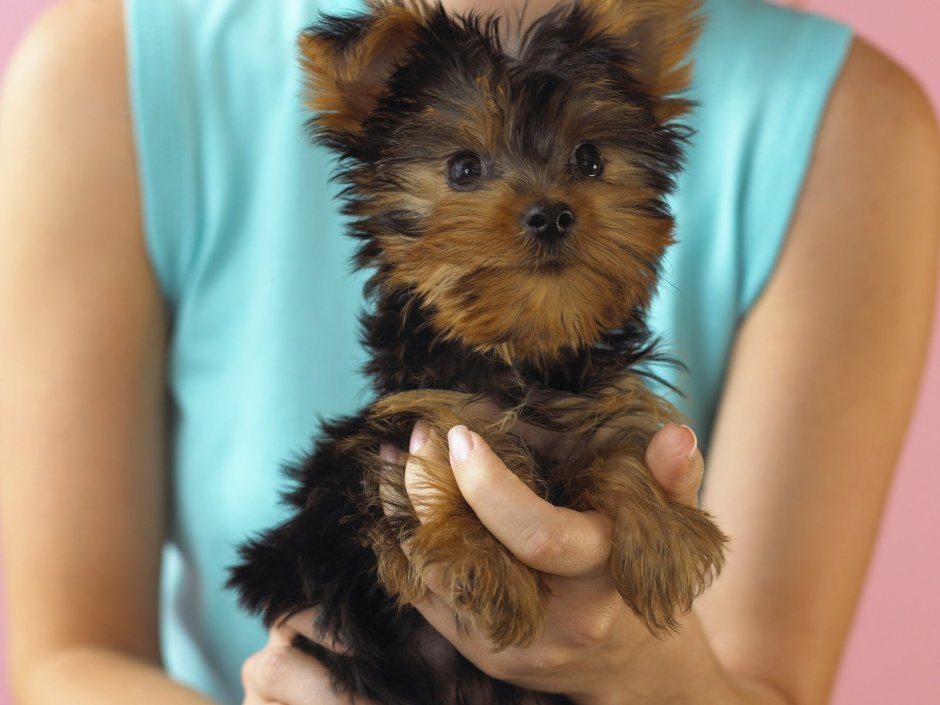 Баффи Йоркширский терьер