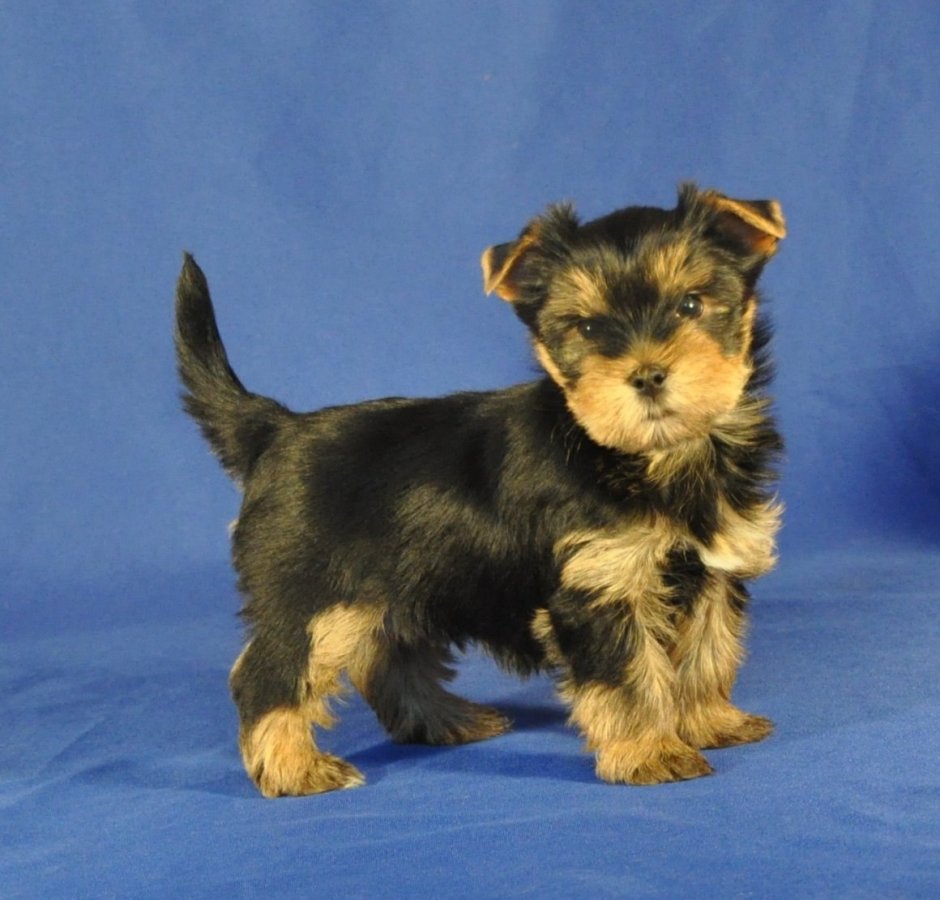 Йоркширский терьер метис