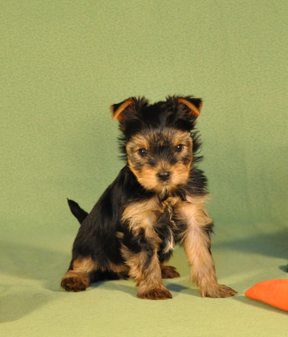 Йорк Папильон метис