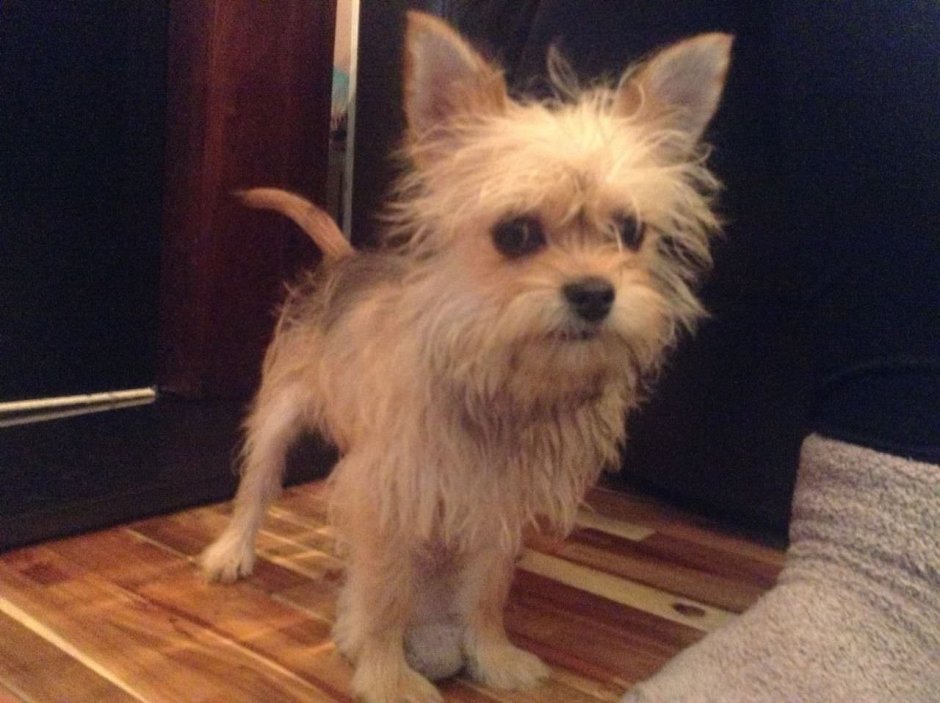 Помесь Йорка и чихуахуа