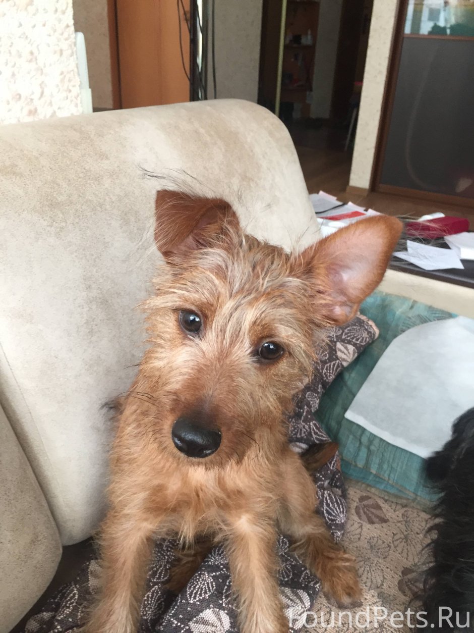 Метис пинчер терьер рыжий