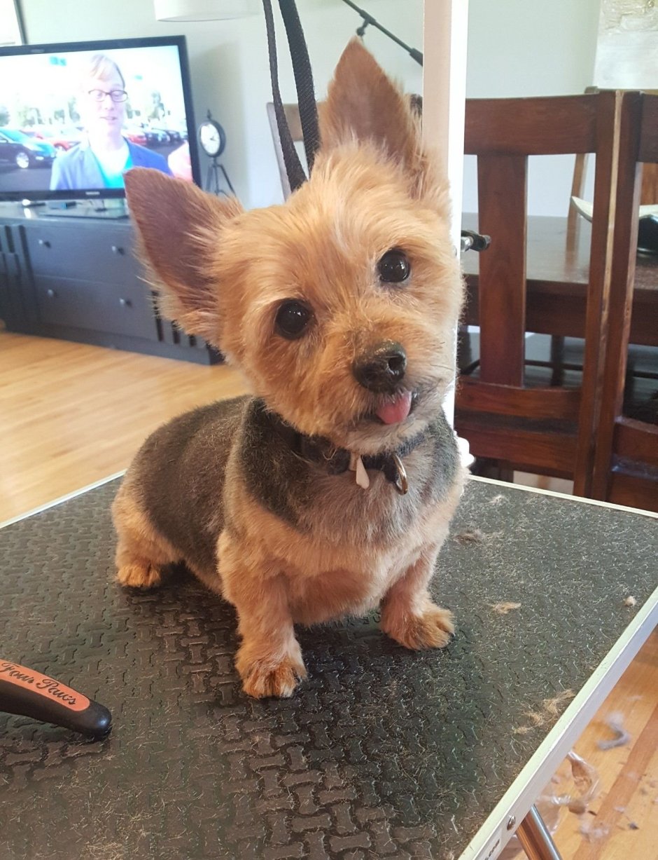 Метис Йорка и корги