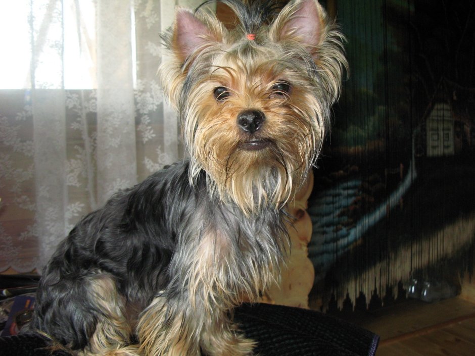 Метис Йорка и той