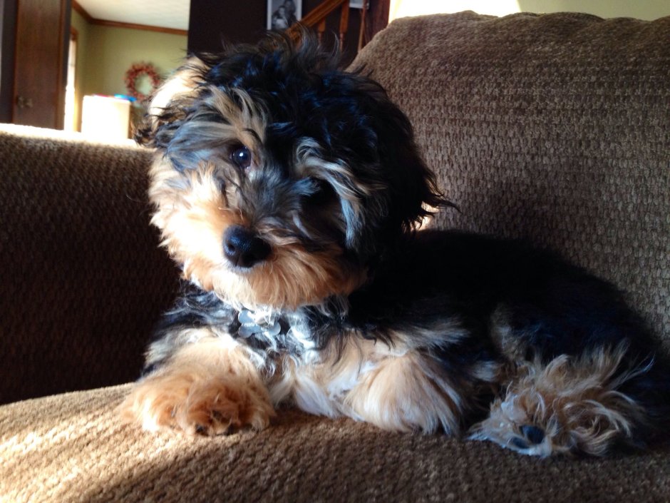 Бишон Йоркширский терьер