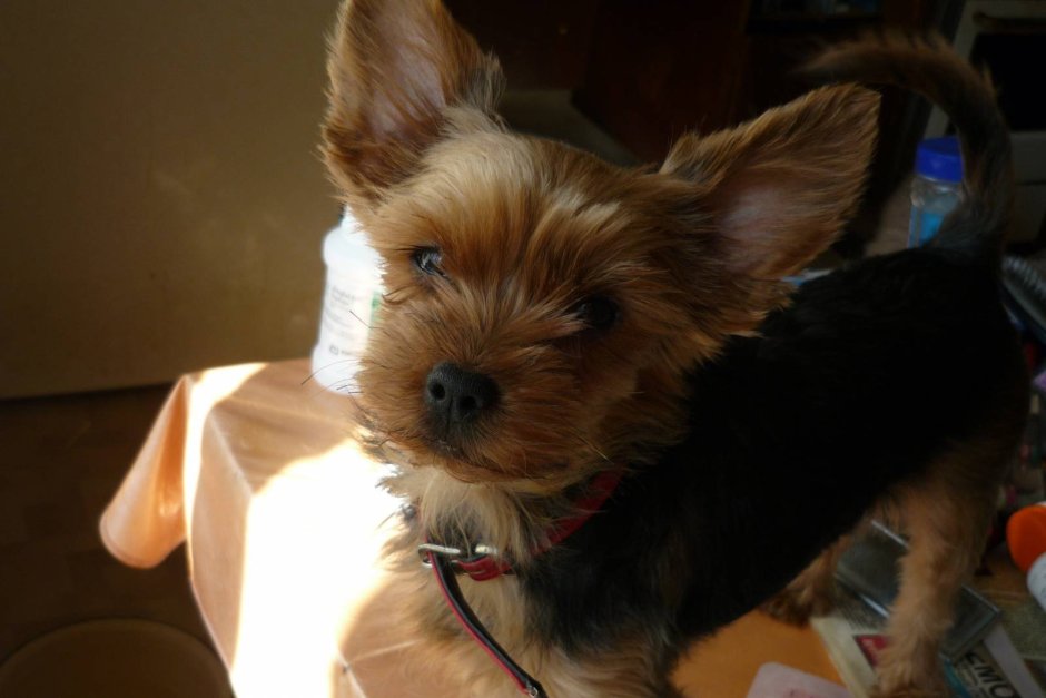 Йорк с большими ушами