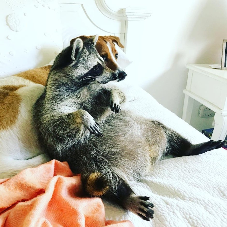 Котики енотики