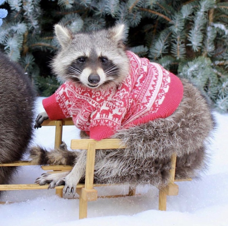 Новогодний Енотик