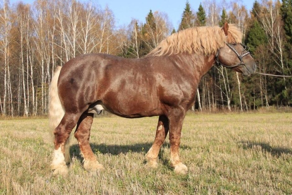 Бельгийский тяжеловоз Иппосфера