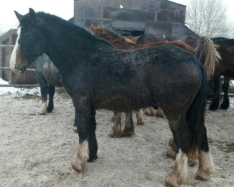 Сибирский тяжеловоз лошадь