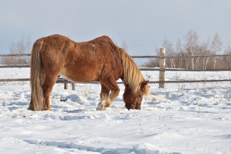 Лошадь тяжеловоз бельгийский Першерон