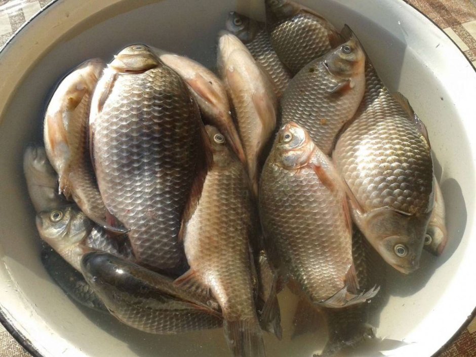 Ручной карась