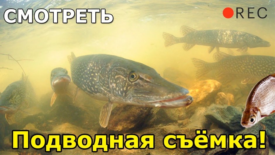 Рыба мечет икру на берегу