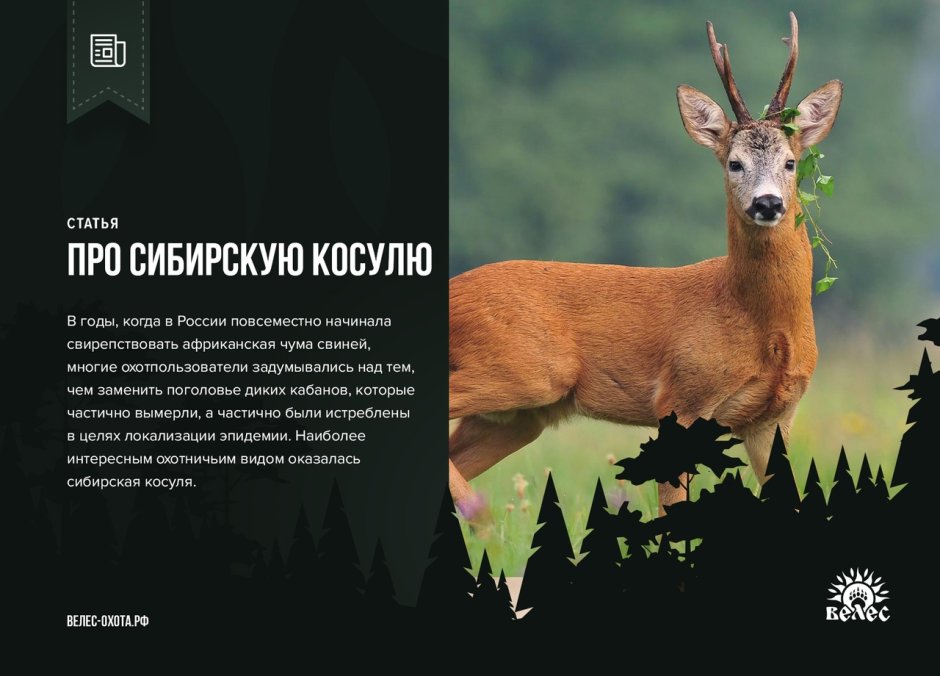 Косуля обитает в ПМР
