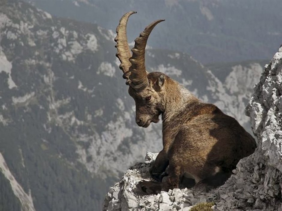 Сибирская (capreolus pygargus)