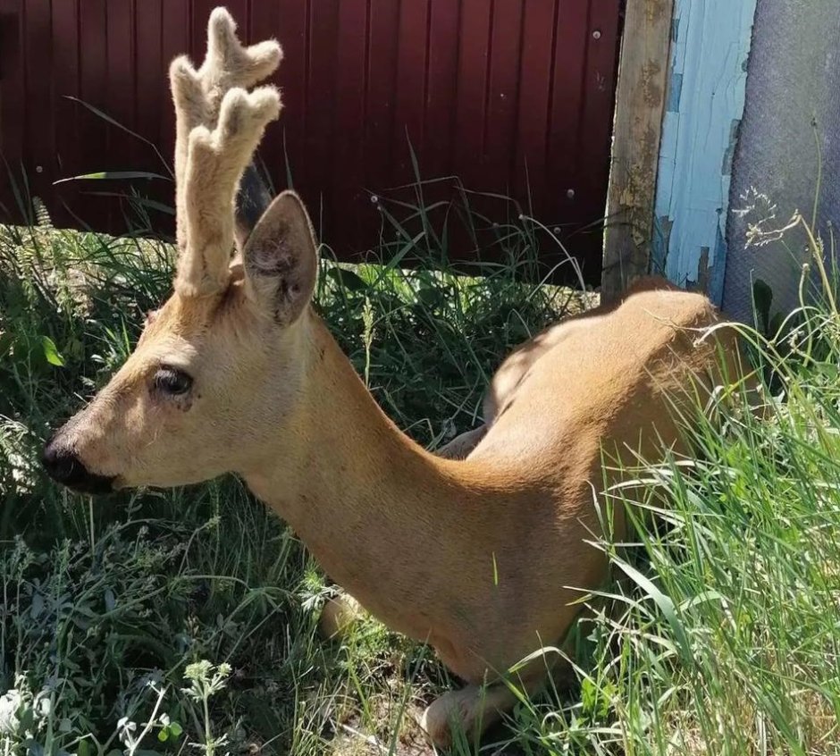 Сибирская косуля capreolus pygargus