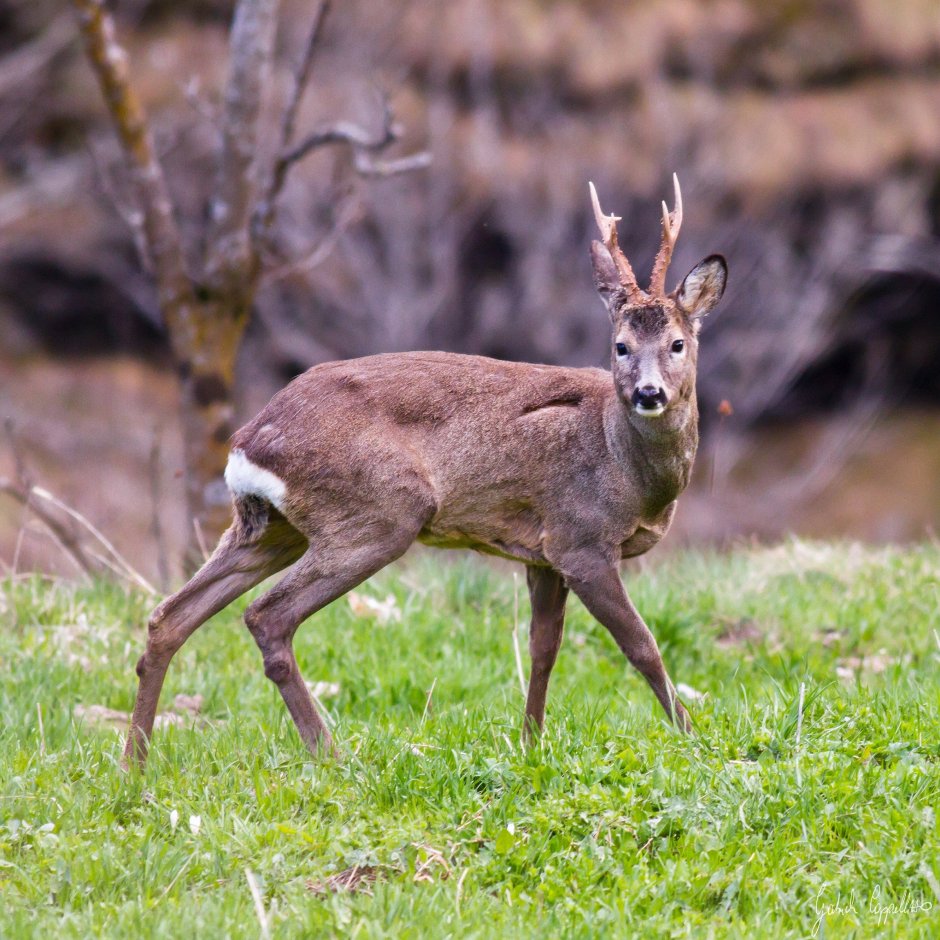 Косуля Сибирская (capreolus pygargus Pall.)