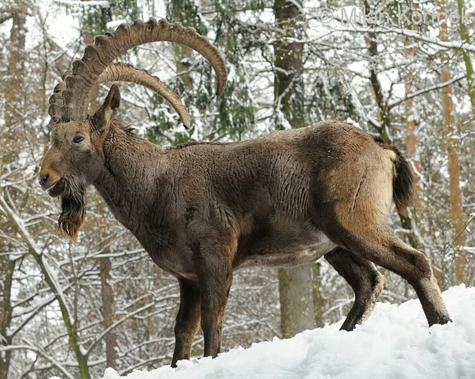 Кирзинский заказник Новосибирск