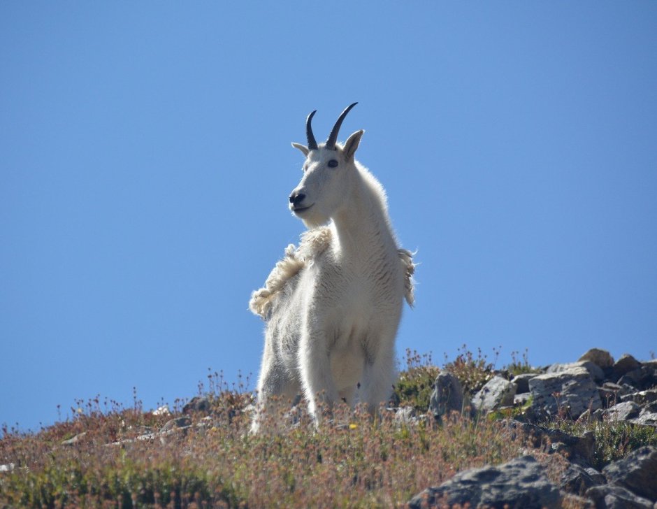 Косуля Сибирская зима