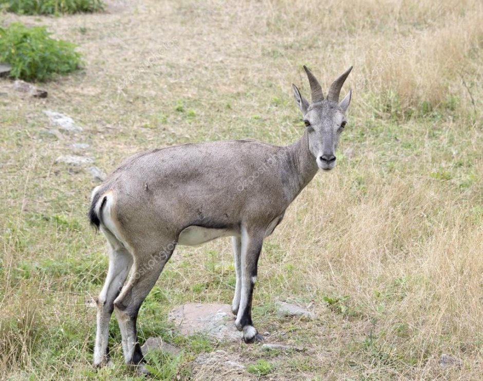 Сибирская косуля capreolus pygargus