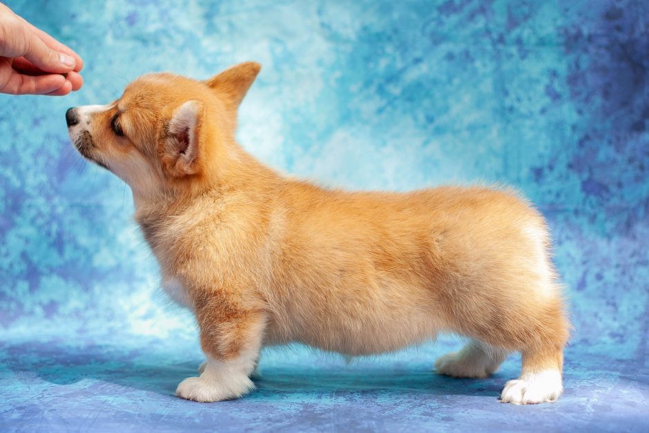 Соболиный корги пемброк