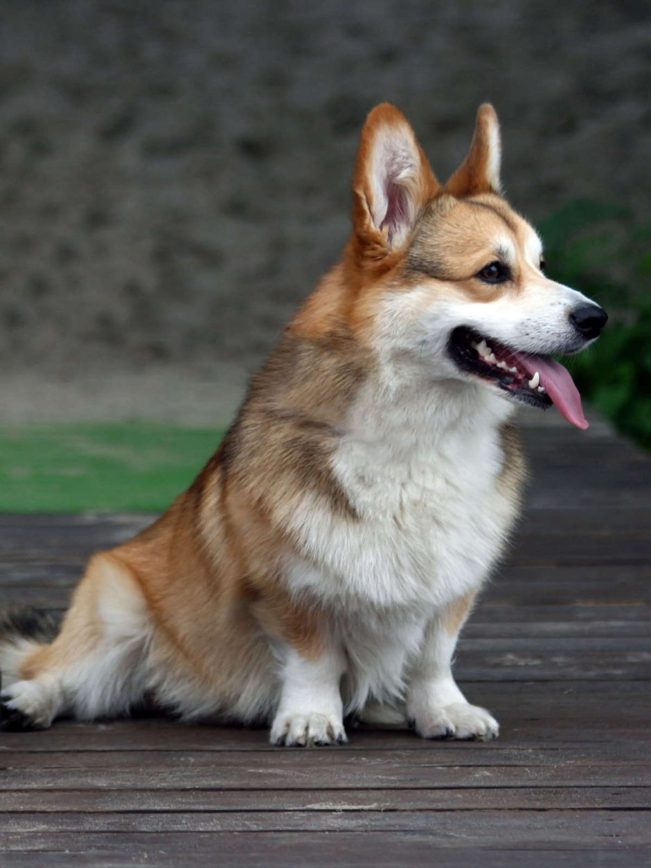 Вельш корги пемброк соболиный