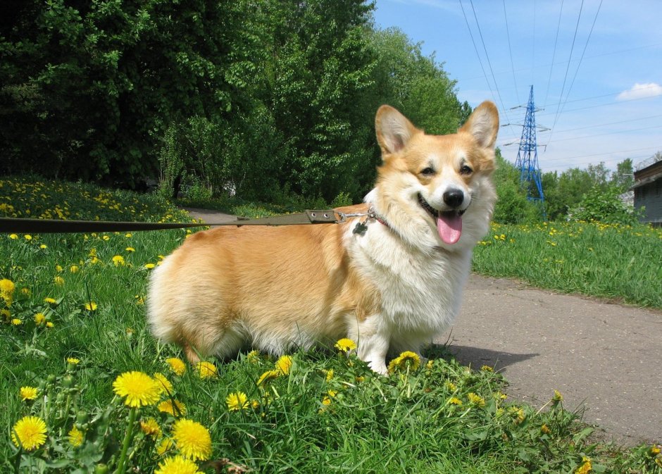 Вельш корги пемброк соболиный