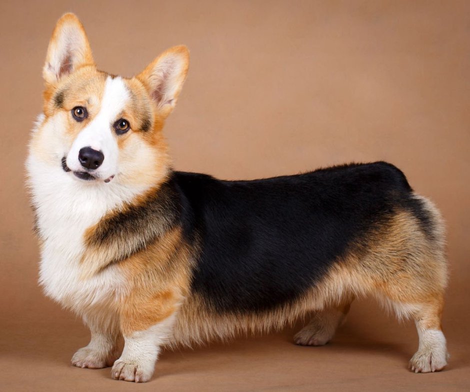 Соболиный вельш корги