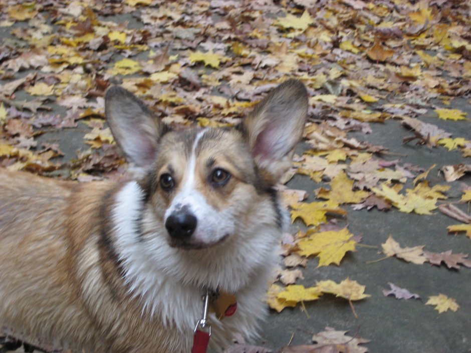 Вельш корги пемброк стойка