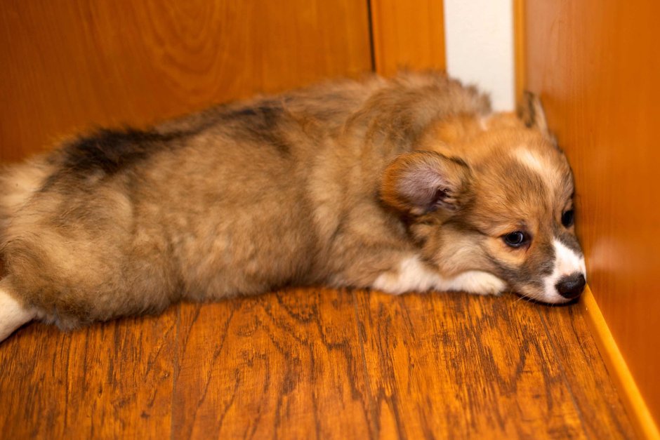 Соболиный корги пемброк