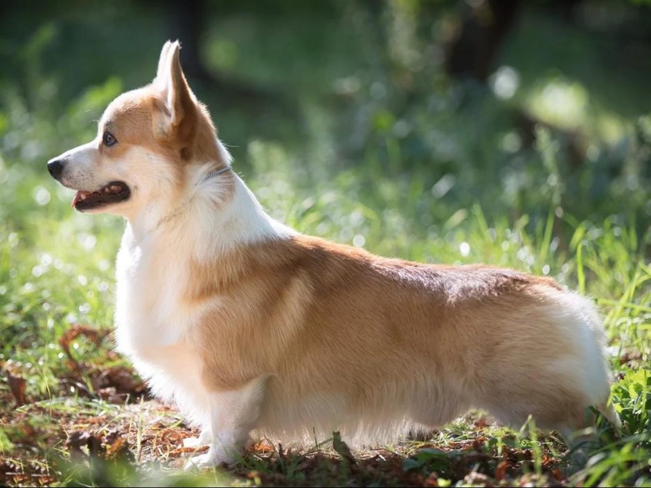 Королевский вельш корги