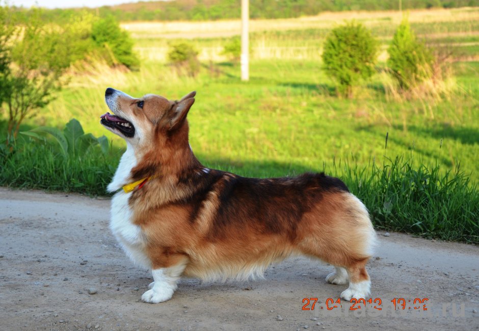 Вельш корги пемброк соболиный