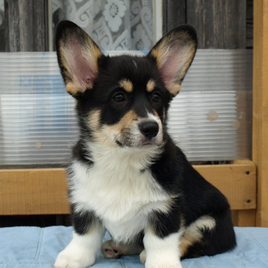 Вельш корги пемброк